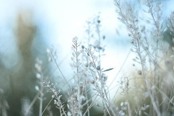 plants