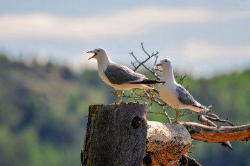 seagulls on a tree