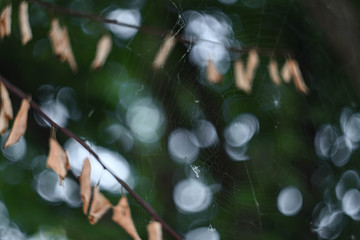 spiderweb