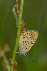 19.05.2019 DE, RLP, Mosel, Leiwen Brauner Feuerfalter Lycaena tityrus (PODA, 1761)