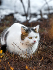 A white spotted cat sits in a garden on the grass in the spring during the snow is melting_