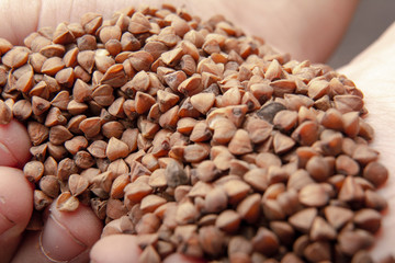 Buckwheat background / Hands holding buckwheat groats