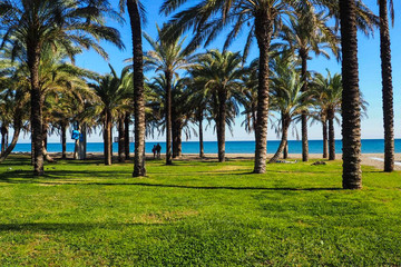 palm trees in the park