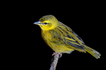 Warbler Close-Up