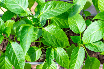 Seedlings of bell pepper, close-up of young foliage of pepper, fresh spring background.