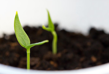 pepper seedlings, shoots of vegetable seeds.