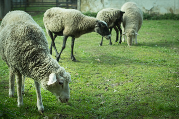 Obraz na płótnie Canvas Herd of sheep graze on green pasture in the yard.