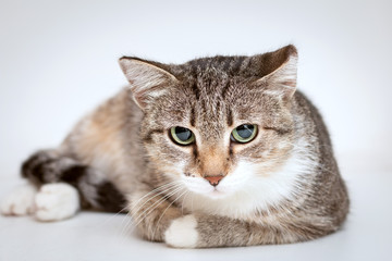 Tabby cat lies on a white background. She is tense, her gaze directed downward.
