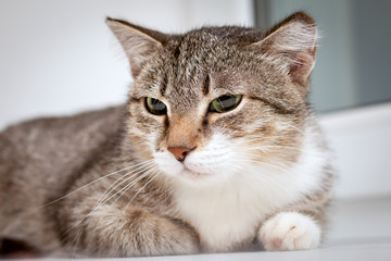 Portrait of a tabby cat that squints while lying on a windowsill by the window. She has a pink nose and does not have the tip of one ear.
