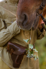 Close-up of the nose of a fighting red horse chewing on a burdock. A woman - a cavalryman in a...