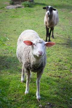 Herd Of Sheep Graze On Green Pasture In The Yard.