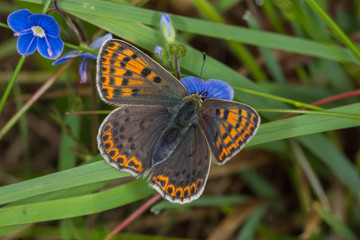 19.05.2019 DE, RLP, Mosel, Leiwen Brauner Feuerfalter Lycaena tityrus (PODA, 1761)
