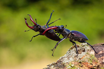 Dominant stag beetle, lucanus cervus, holding the defeated one turned upside down in mandibles...