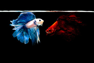 siamesebetta fish , blue and red betta on the black screen