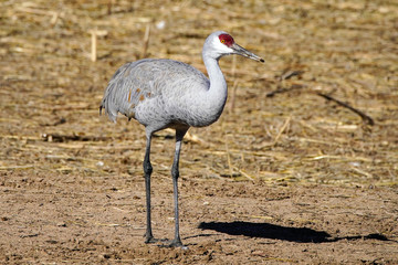 Sandhill Crane Portrait