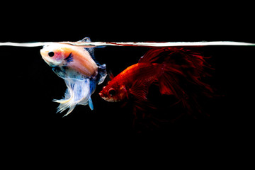 siamesebetta fish , blue and red betta on the black screen