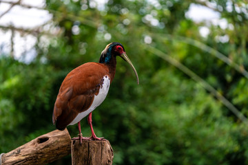 Madagascan Ibis