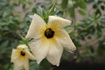 linda flor amarela com gotas de água da chuva