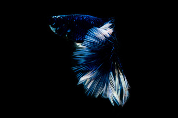 siamesebetta fish , blue betta on the black screen