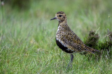 Golden Plover in Heather