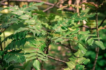 Mahonia japonica of flowering plant in the family Berberidaceae