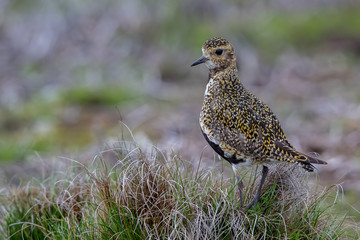 Golden Plover in Heather