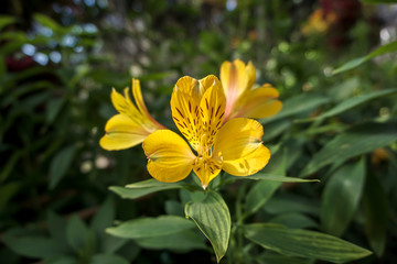 Alstroemeria (Lily of the Incas) in the garden