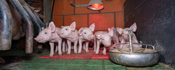 Gruppe von Ferkeln in einer Ferkelbucht unter eine Infrarotlampe © Countrypixel