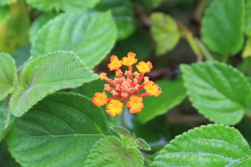 diferentes flores registradas no parque penhasco dois irmãos no leblon, rio de janeiro