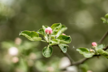 Early spring.Pink bud of apple tree flower.Web in the air.Macro photo. Good background for a site about a village garden,park,plants and fruit trees.