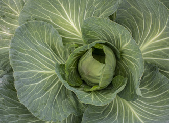 Fototapeta premium Cabbage vegetables in a village in Jordan