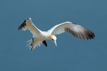 Gannet Aduly Flying