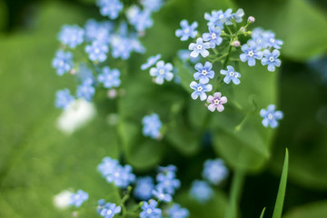 Early spring.Blue flowers Brunnera macrophylla (Siberian bugloss)  in a garden.Macro photo.Background for a site about flowers,park,plants and travel.