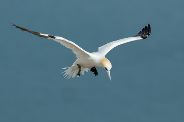 Gannet Aduly Flying