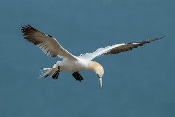 Fototapeta premium Gannet Aduly Flying
