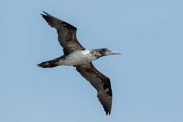 Gannet Juvenile Flying