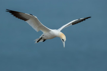 Gannet Aduly Flying