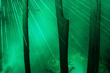 Green laser beams in a forest