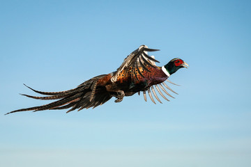 Ringed-neck Pheasant Rooster - Flight