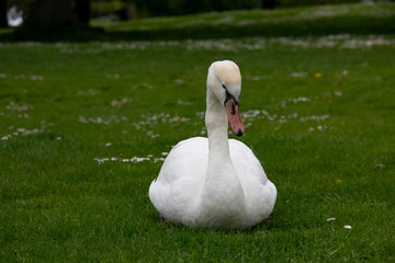 Cygne