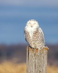 snowy owl