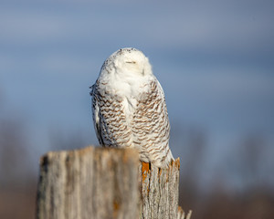 snowy owl