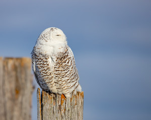 snowy owl