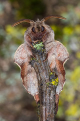 18.05.2019 DE, RLP, Mosel, Leiwen Eichenglucke Phyllodesma tremulifolia (HÃœBNER, [1810])