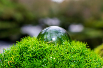 green ball on Moss