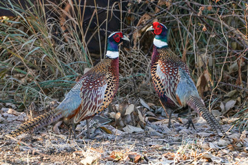 Ringed-neck Pheasant Rooster - Double