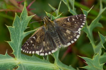 Fototapeta premium 26.05.2019 DE, NRW, BÃ¼rvenicher Berg MehrbrÃ¼tiger WÃ¼rfel-Dickkopffalter, ZweibrÃ¼tiger WÃ¼rfel-Dickkopffalter Pyrgus armoricanus (OBERTHÃœR, 1910)