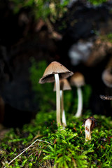 mushroom in the forest