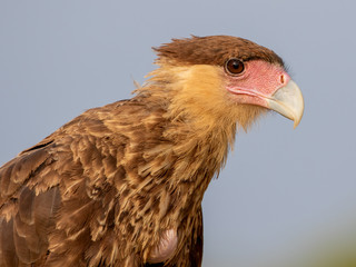 Kopf und Hals eines freigestellten Schopfkarakara in der Seitenansicht vor blauem Himmel