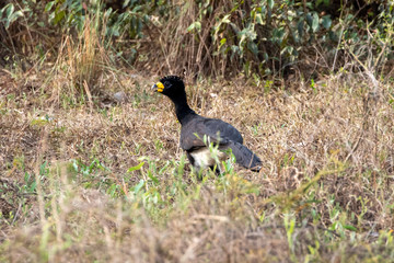 Ein Nacktgesichthokko Männchen läuft über eine Wiese in der Seitenansicht